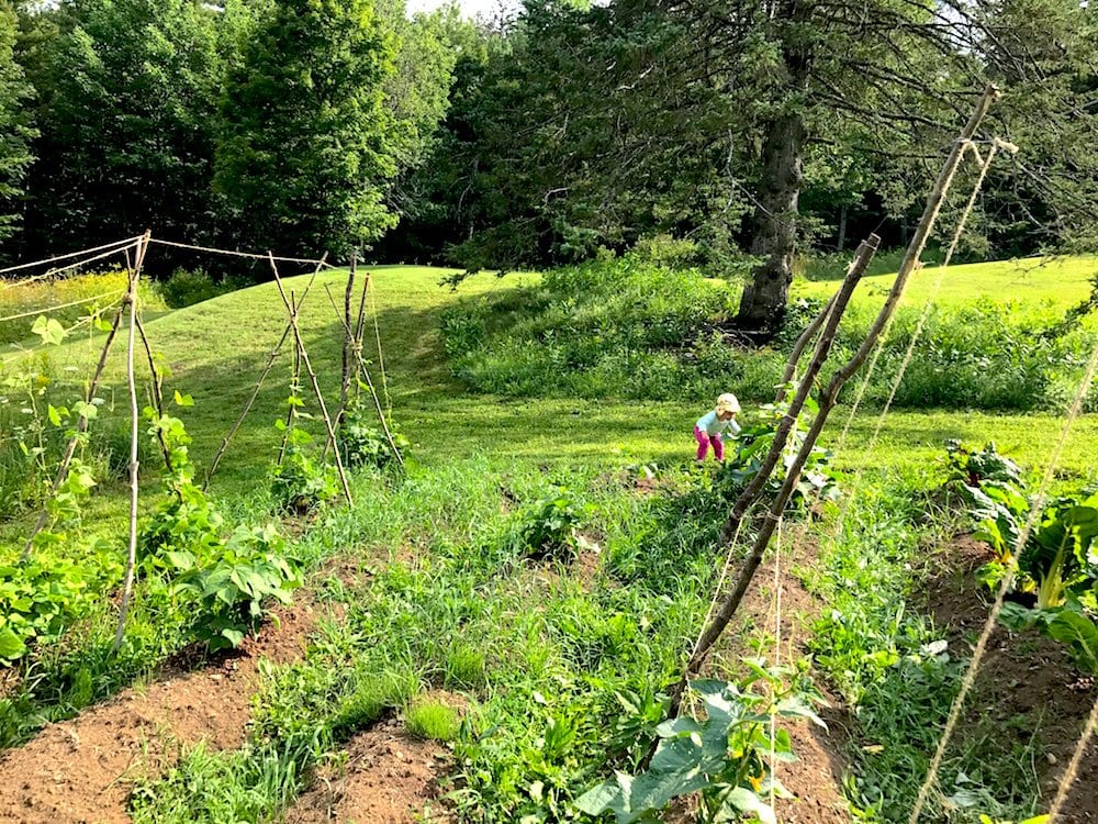 garden - How Elizabeth Reached Financial Independence by 32 And Moved To A Homestead