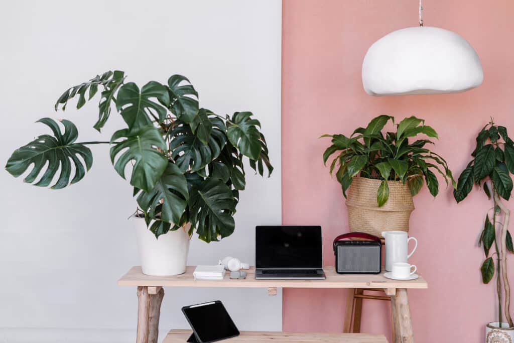 laptop on desk with plants for article 