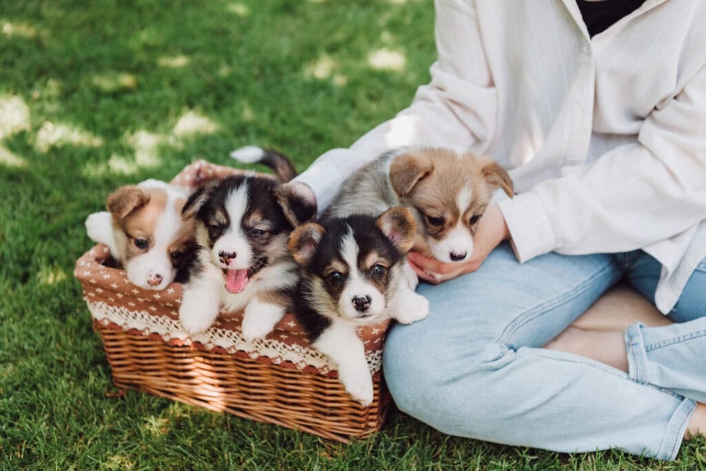 person with a basket of puppies