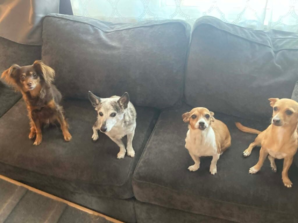 How Much Does It Cost To Own a Dog?